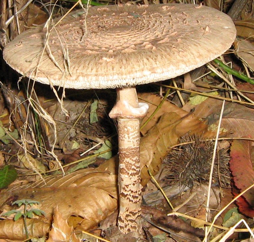 Lepiota e altro